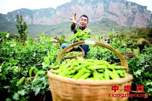 <b>贵州黔西 扶贫豌豆卖得好</b>
