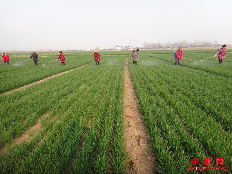 加强田间春管 确保夏粮丰收