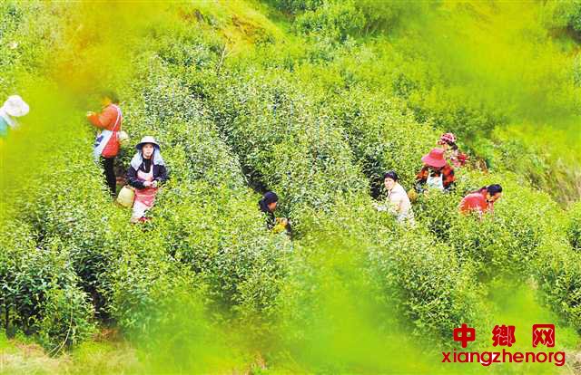 重庆酉阳六万亩脱贫茶开采