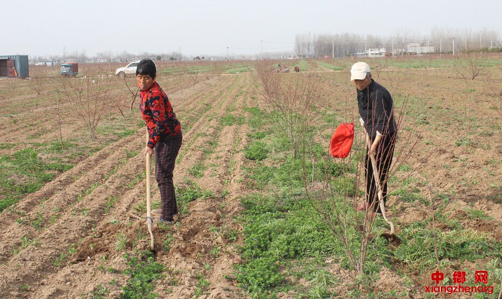 <b>安徽：豌豆地里忙田管</b>