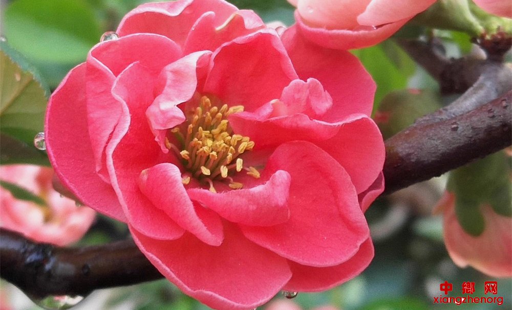 <b>山东郯城：春雨滋润海棠娇艳</b>