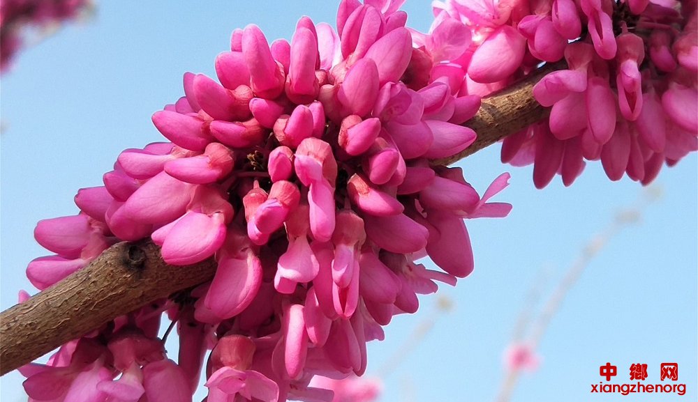 <b>山东郯城：风吹紫荆树 花开满园春</b>