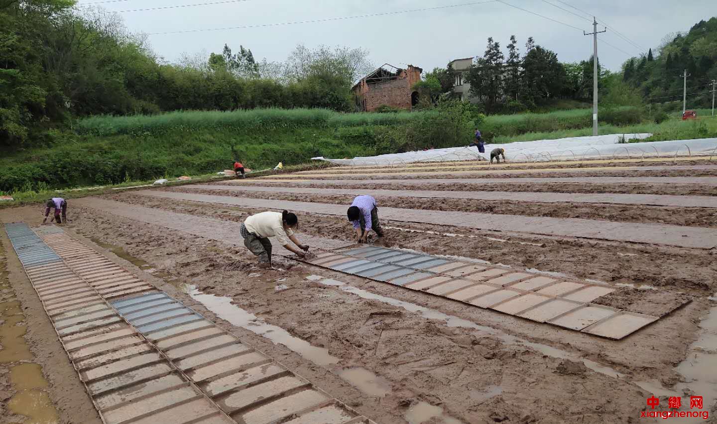 <b>湖南省衡南县泉湖镇农民专业合作社强强联合抢抓早稻生产忙育秧</b>