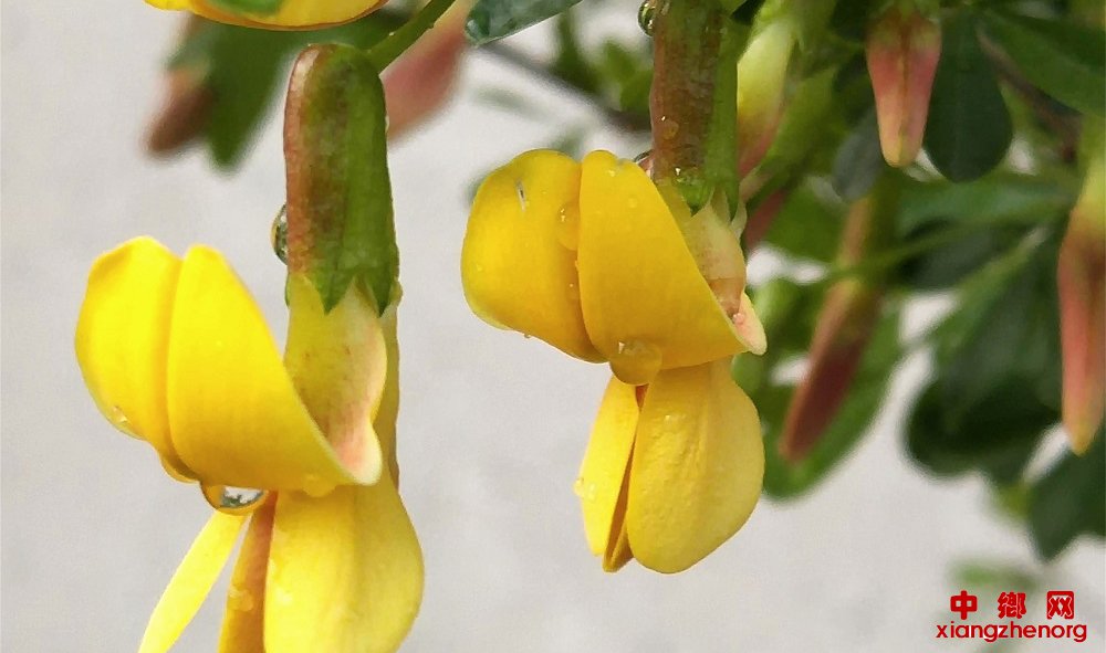 山东郯城：春暖“疫”去“金雀小鸟”在欢歌