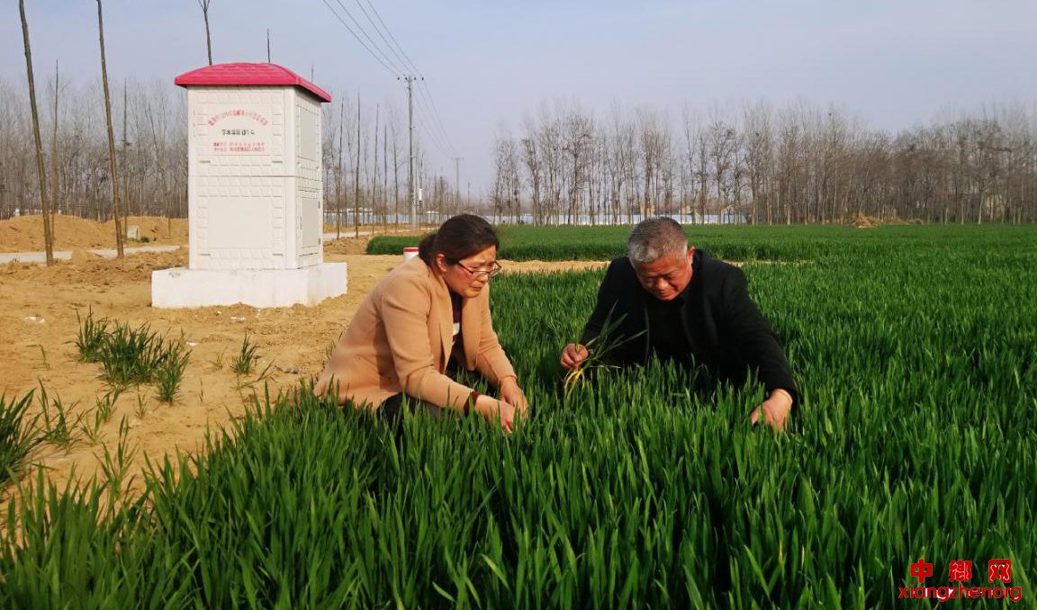 安徽省谯城区魏岗镇：把技术送到田间地头