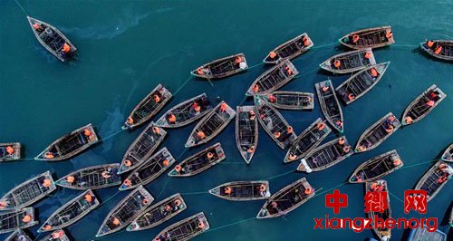 <b>看百舸争流 海带收获正当时</b>