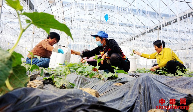 <b>种植精品菜 拓宽增收路</b>