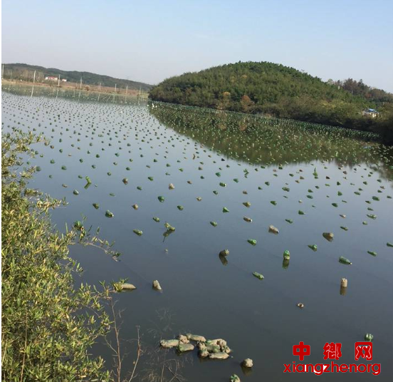 <b>安徽贵池区秋江街道：鱼塘承包养殖，孕育致富“锦鲤</b>