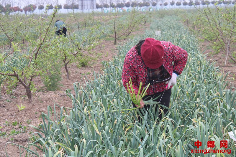 <b>蒜农田间收获忙</b>