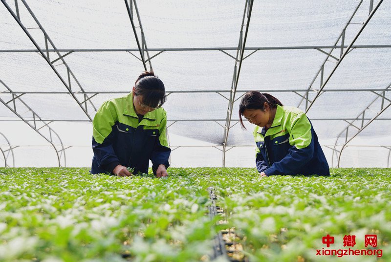 育苗工厂化 增收顶呱呱