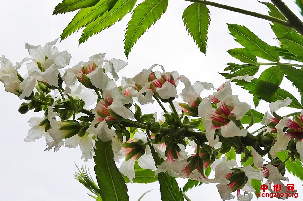 山东郯城：文冠果花开 多彩多姿“集一枝”芬芳惊艳