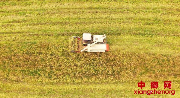 <b>江西泰和：油菜收割忙</b>