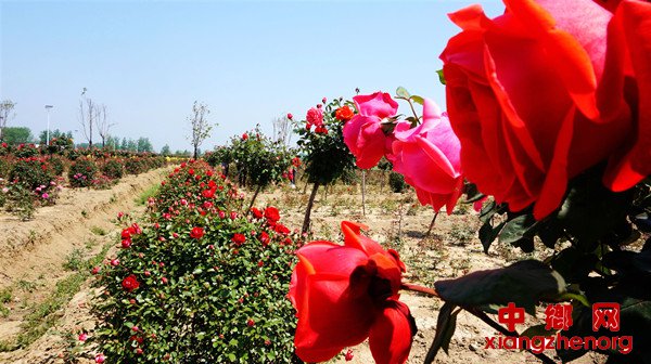 <b>月季花开香满园</b>