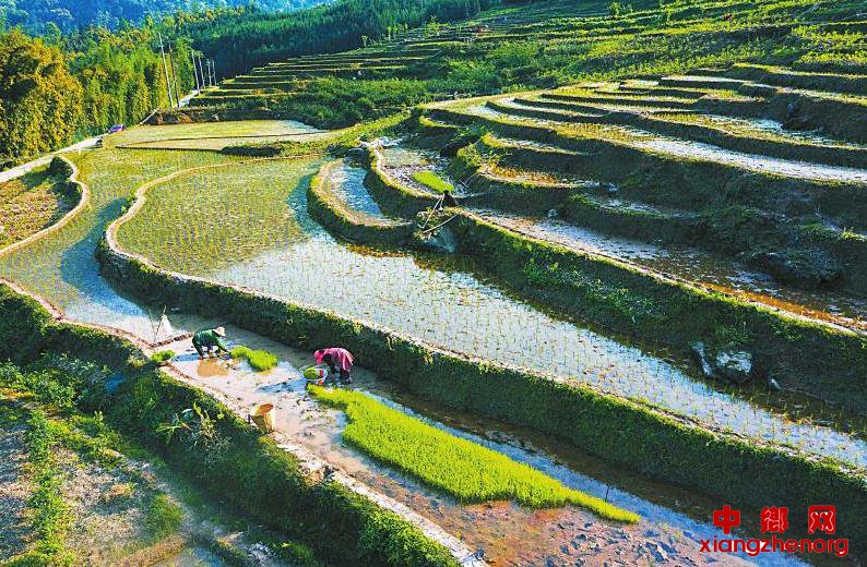 <b>玉屏梯田 迎来忙碌时节</b>