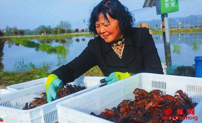 小龙虾 大产业