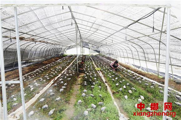 <b>重庆彭水：党建引领 村级集体经济“破壳”重生</b>