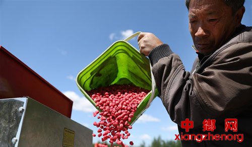 辽宁台安：花生播种忙