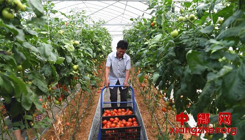 <b>广西环江：大棚种植壮大村集体经济助增收</b>