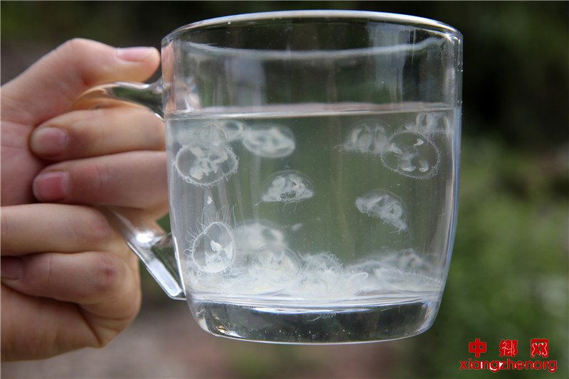 四川内江一水库发现“水中大熊猫”——桃花水母