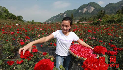 贵州毕节：“鲜花经济”助农增收