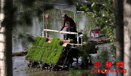 <b>抢抓农时插秧忙</b>