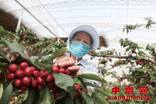 <b>河北秦皇岛：古韵雄关美 山海樱桃红</b>