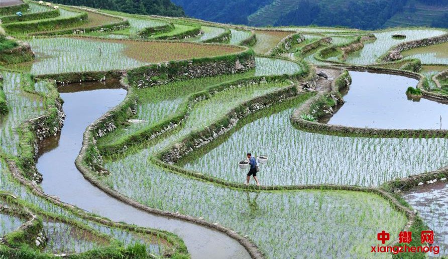 <b>贵州从江：播下种螺助增收</b>