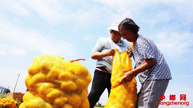 <b>马铃薯喜获丰收</b>