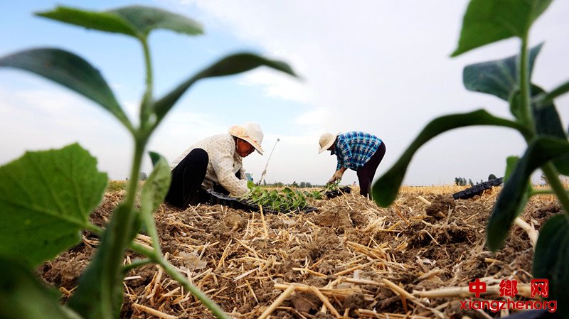 抢时栽下致富苗