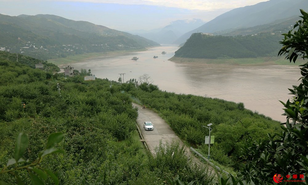 中国脆李之乡重庆巫山抢抓黄金天候采摘销售“中华名果”