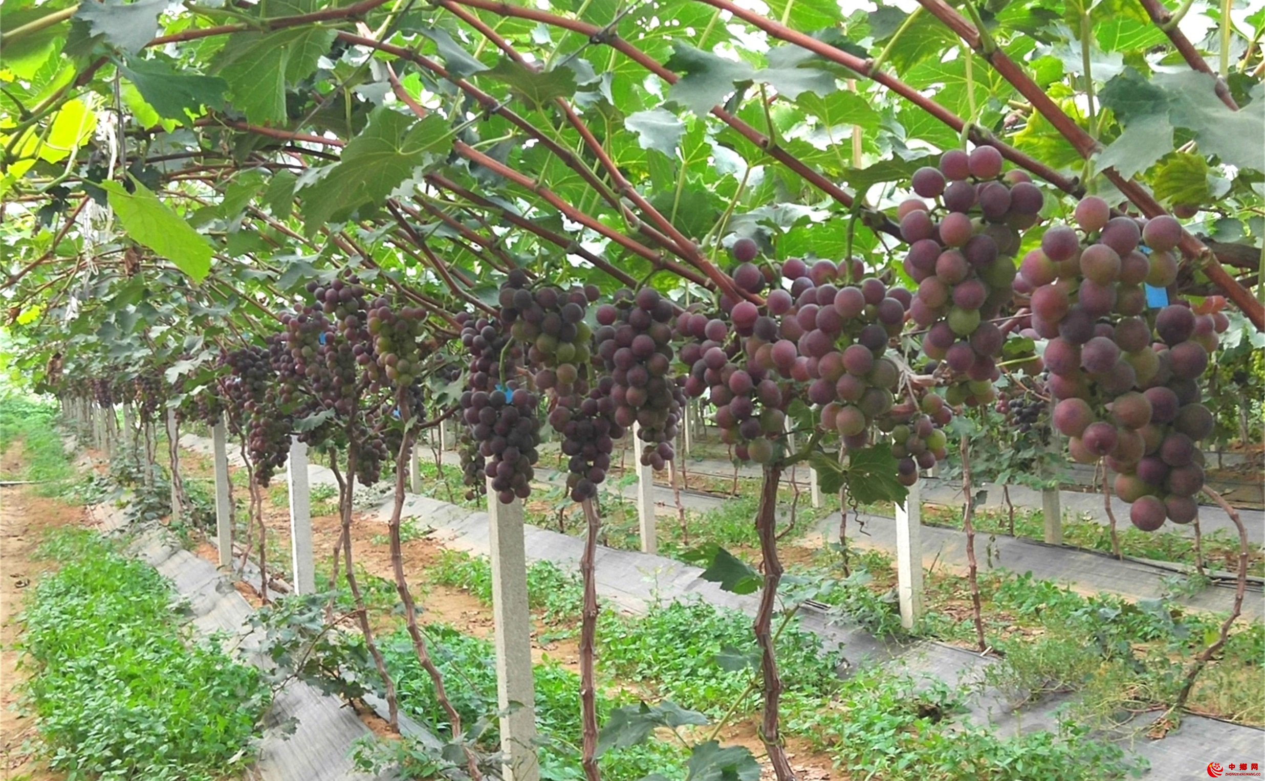 <b>山东郯城：葡萄健康种养模式添新景增活力</b>