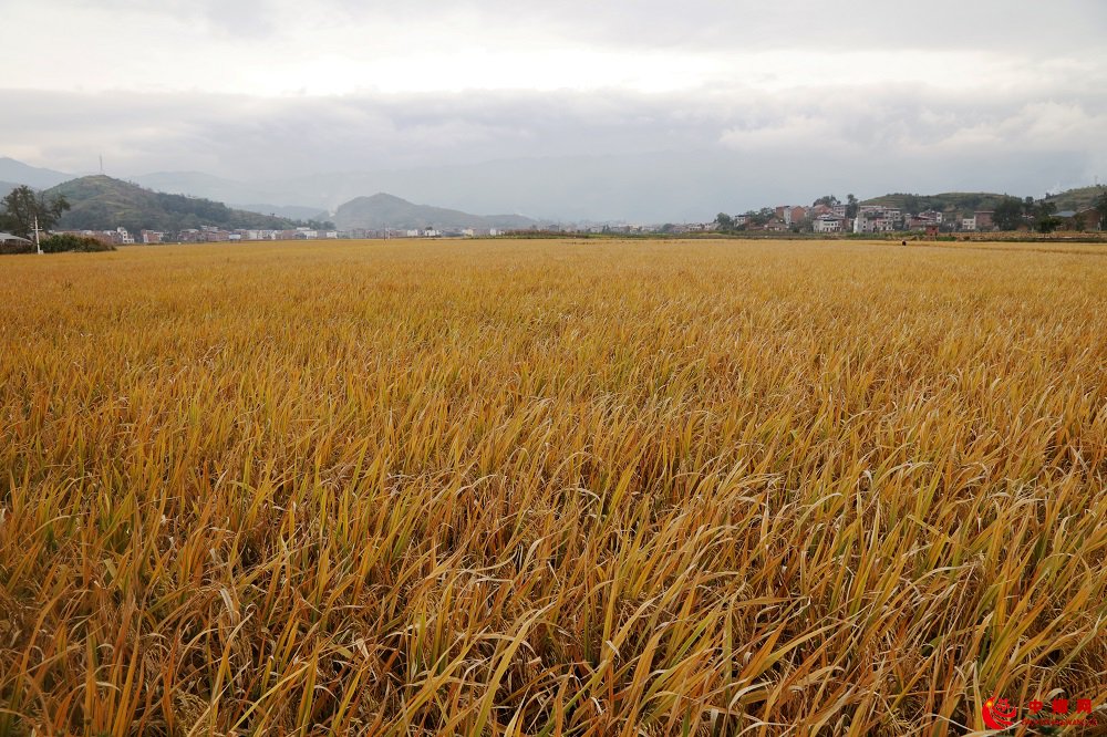 <b>重庆巫山庙宇镇水稻高产丰收</b>