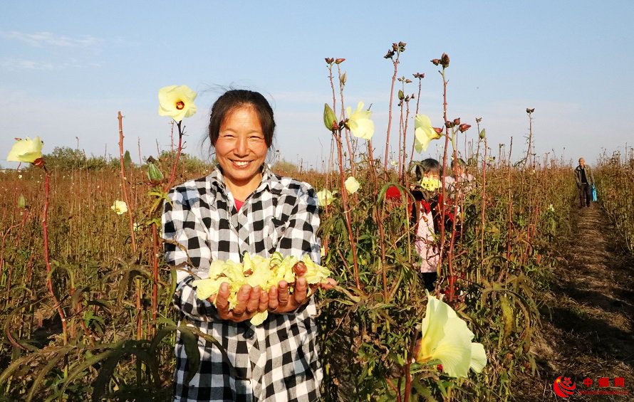 <b>安徽颍东：黄蜀葵助农增收</b>