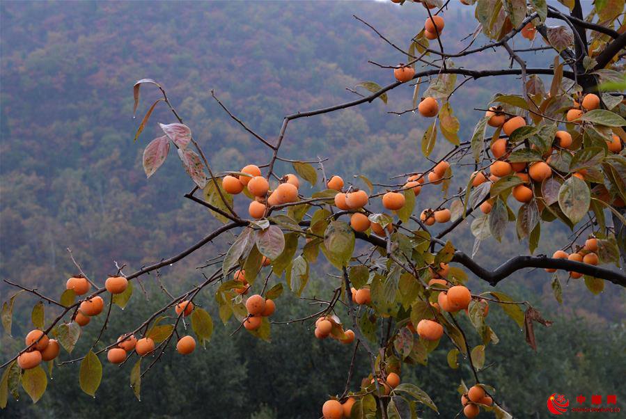 山西平陆：柿子熟了