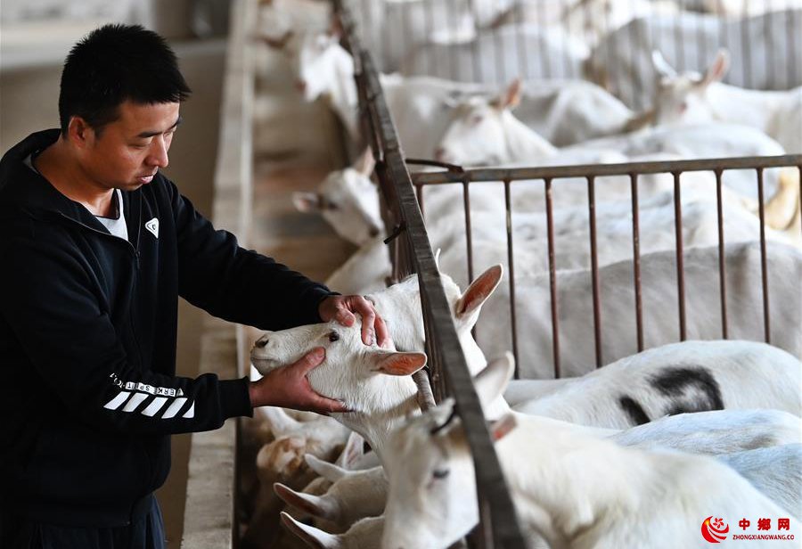 大学生“羊倌”成了致富“领头羊”