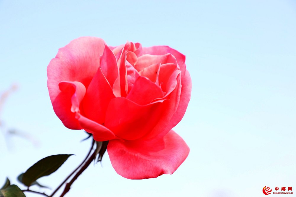 <b>安徽颍东：颍东区大力发展花卉苗木产业</b>