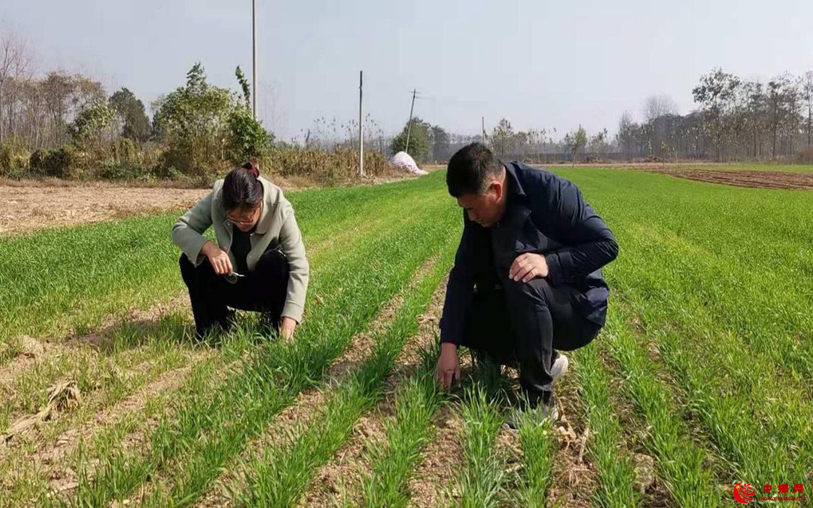 <b>安徽省亳州市谯城区魏岗镇：预防草地贪夜蛾 稳定粮食大丰收</b>