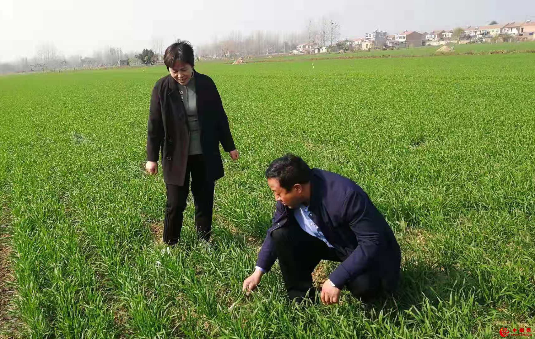 <b>安徽亳州芦庙镇：迅速出击，防治小麦草贪夜蛾</b>