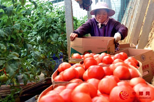 “菜经济”脱贫促振兴