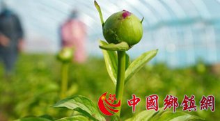 山东菏泽：芍药鲜切花产销旺