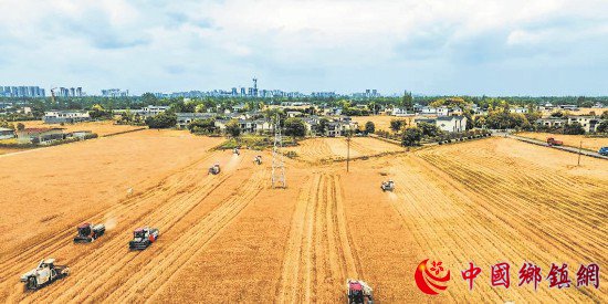 四川成都：小春收割大春播种 田间地头“双抢”
