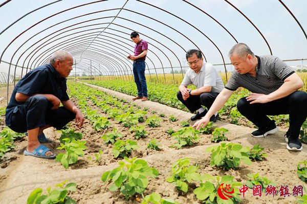 安徽阜阳：专家下乡 田间传技