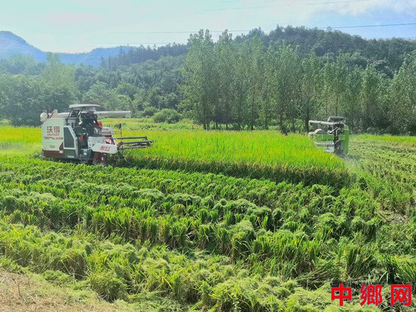 安徽石台小河镇：再生水稻好“丰”景  振兴画卷