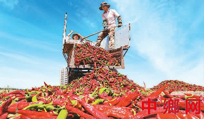 小辣椒长成大产业