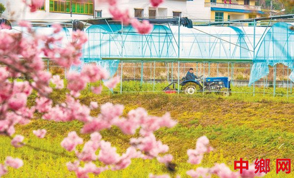 重庆南川：花开正是农忙时