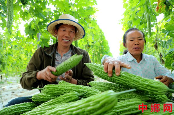 安徽阜阳：大棚果蔬富农家