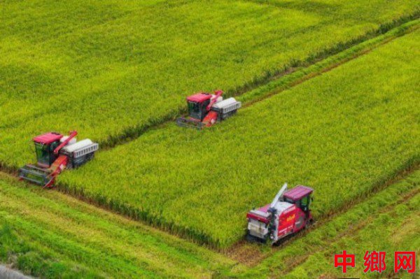 四川成都500亩规模化种植的节水抗旱稻迎丰收