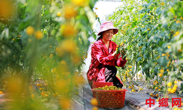 <b>安徽阜阳：鲜食番茄 丰收助农</b>