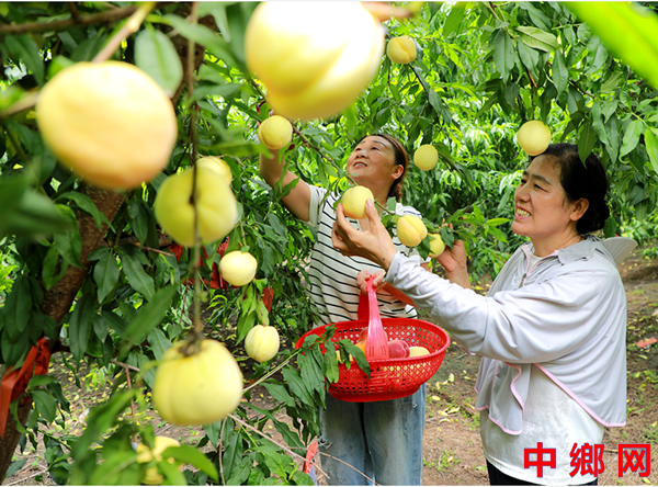 采摘水蜜桃