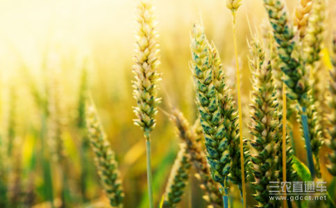 政策性小麦出库力度加大 小麦价格或回落